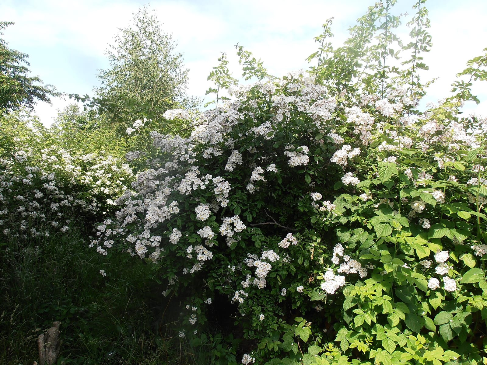 Multiflora rose: Fruit or seed
