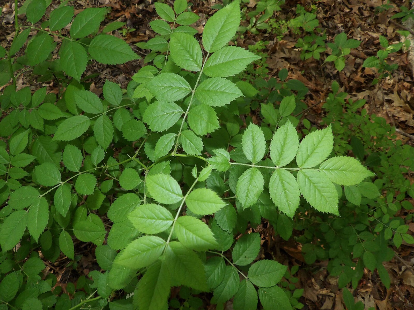Multiflora rose: Leaf