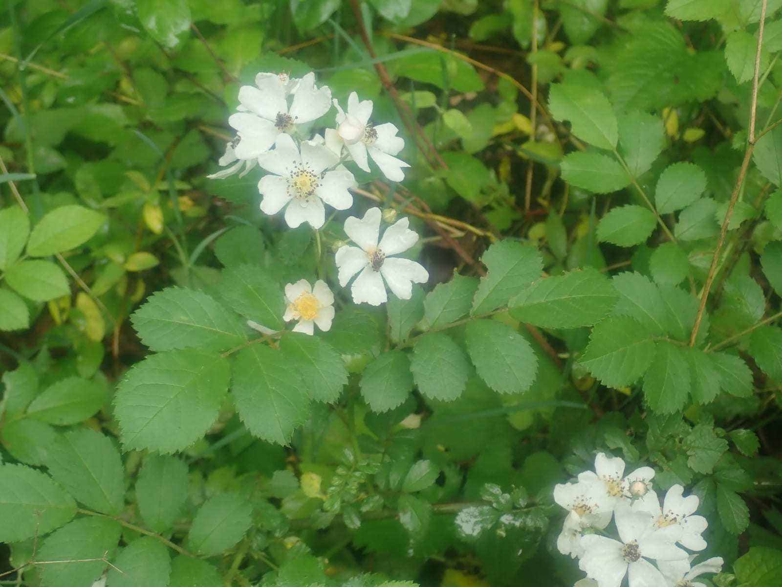 Multiflora rose: Whole plant
