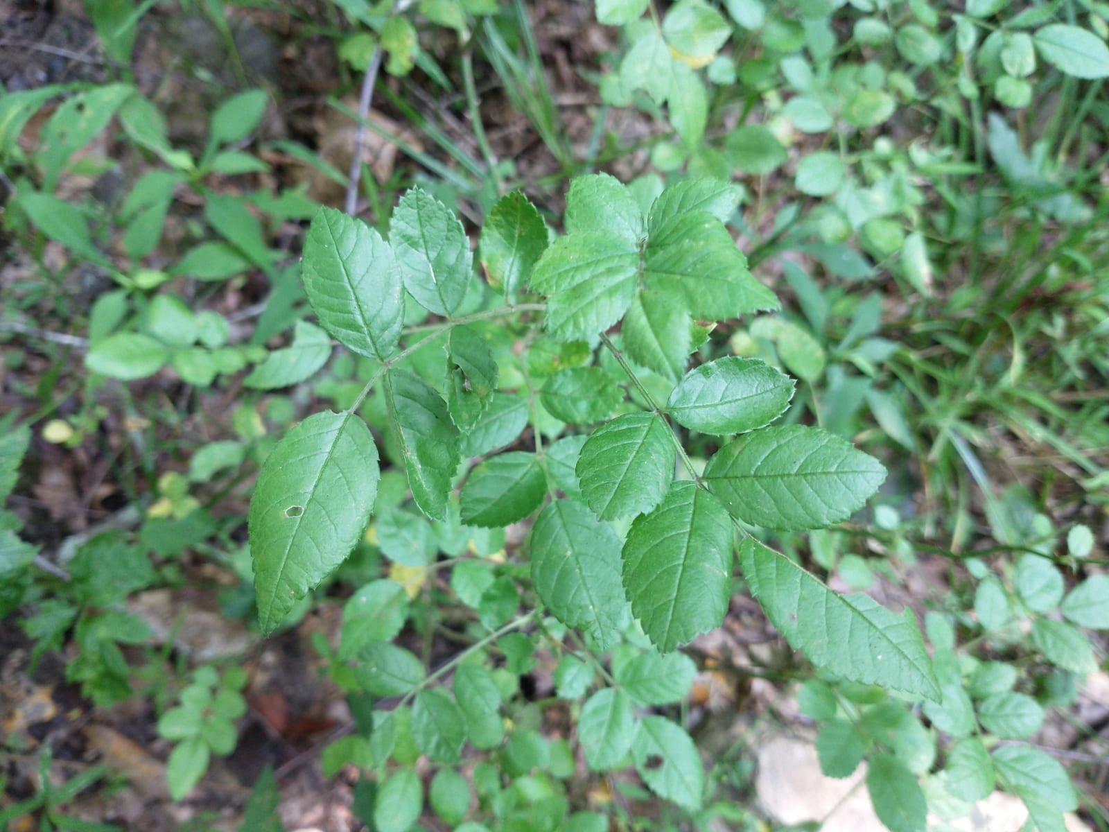 Multiflora rose: Whole plant