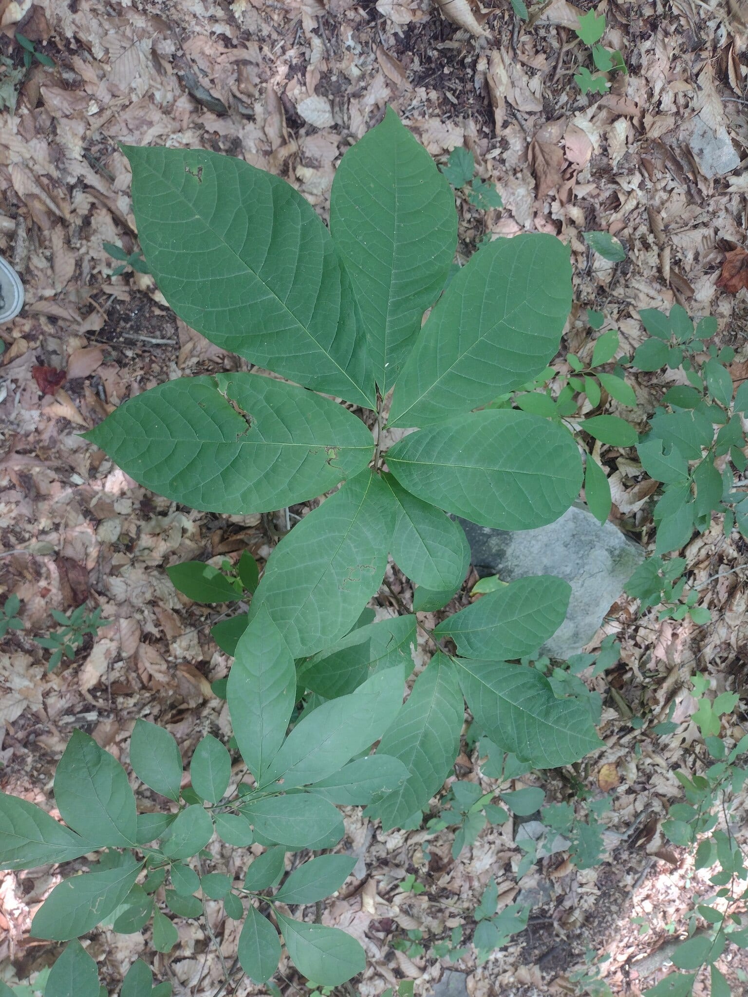 Pawpaw seedling: Seedling