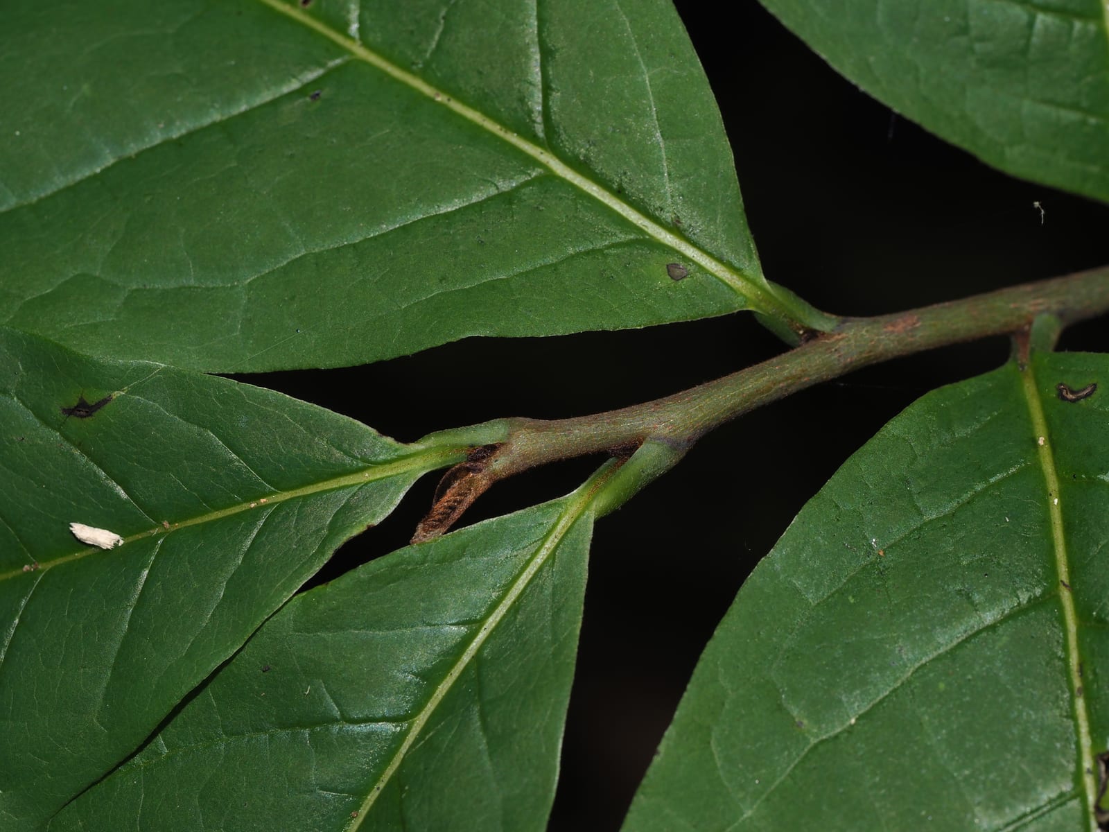 Pawpaw seedling: Seedling