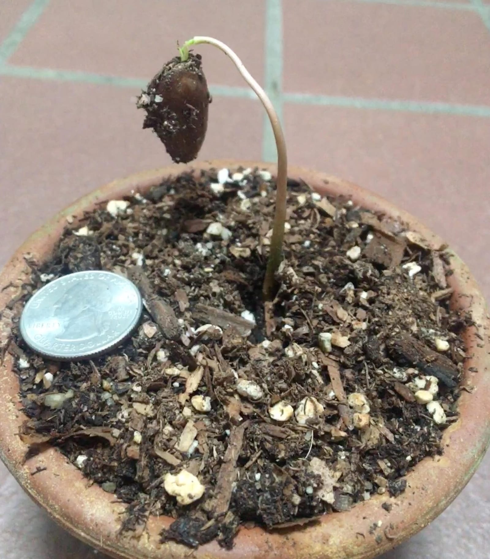 Pawpaw seedling: Seedling