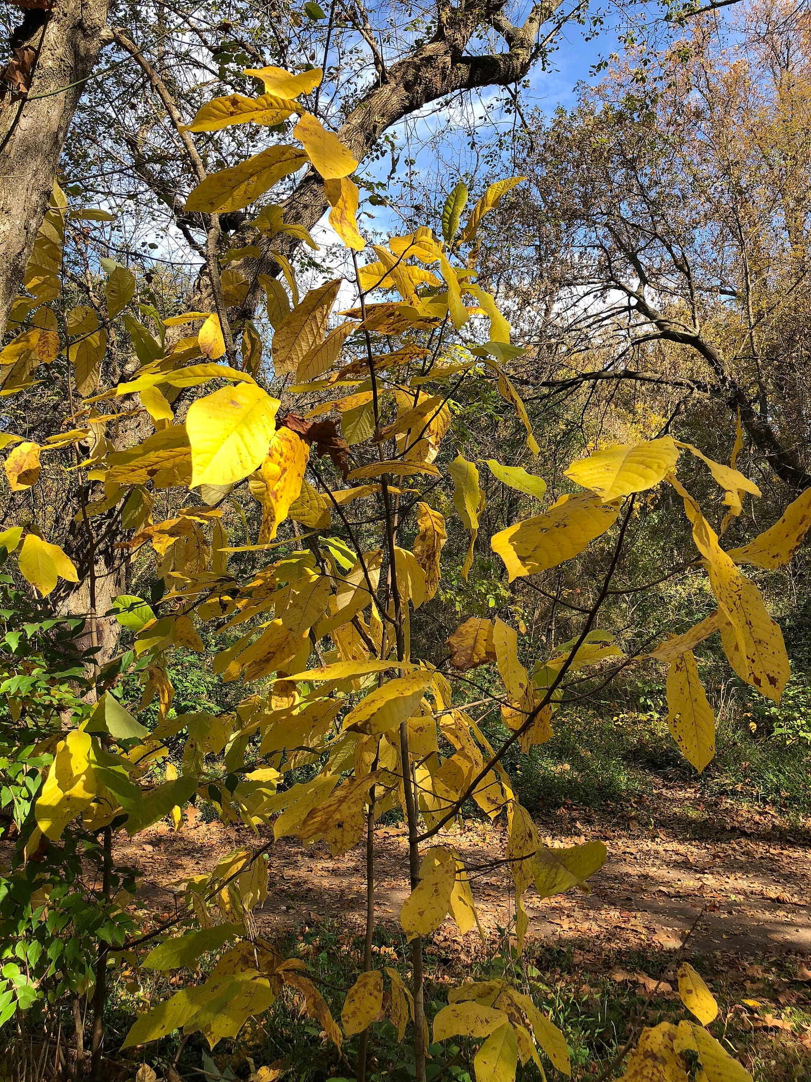Pawpaw seedling: Seedling