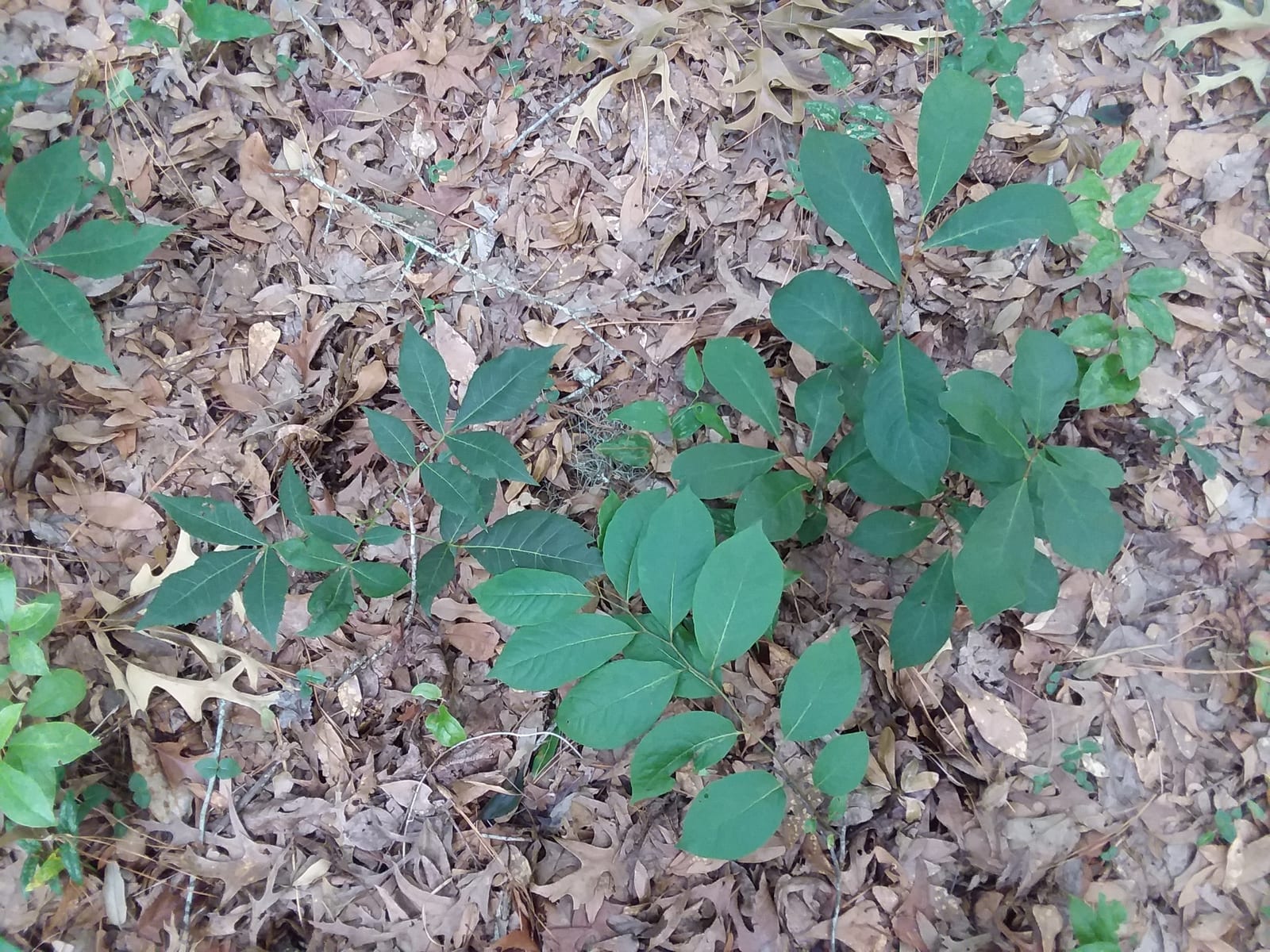 Persimmon seedling: Seedling