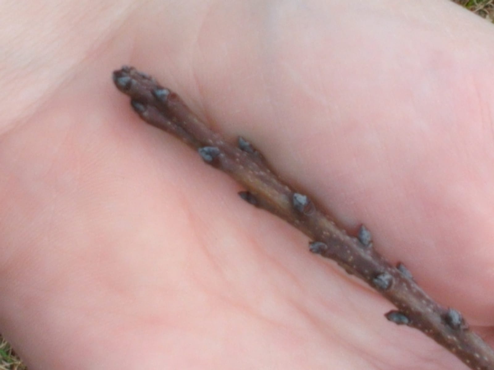 Persimmon seedling: Seedling