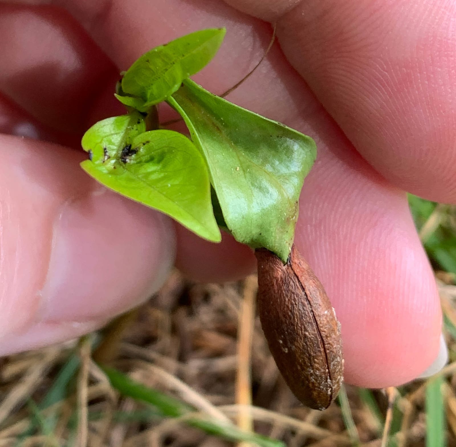 Persimmon seedling: Seedling