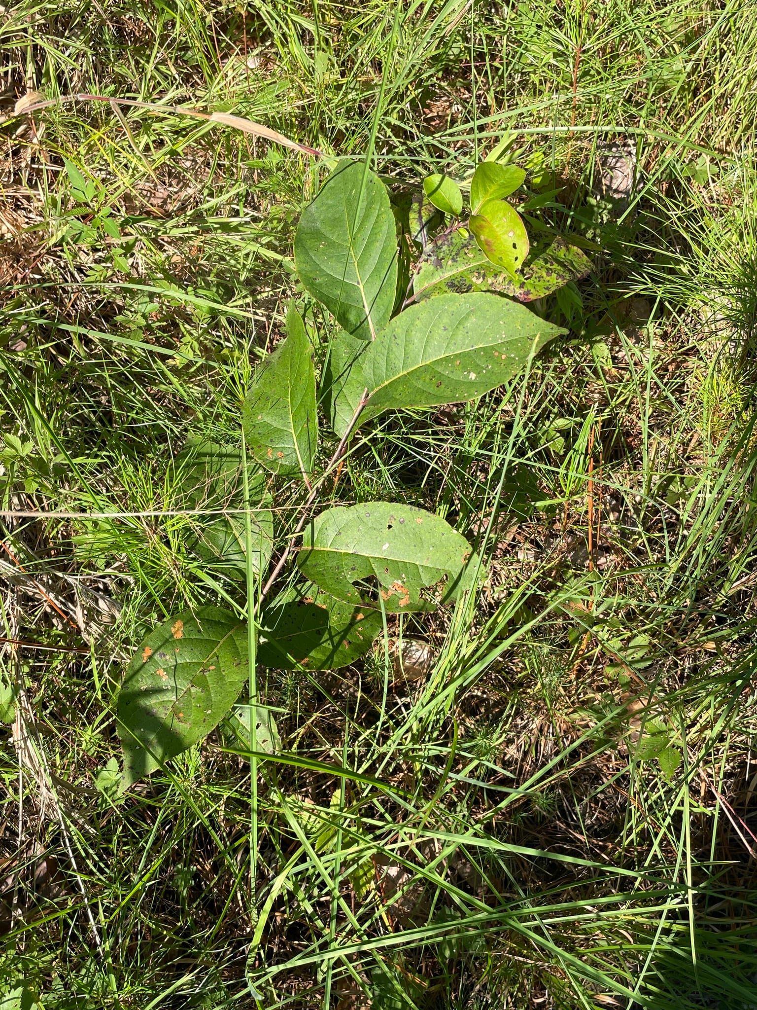 Persimmon seedling: Seedling