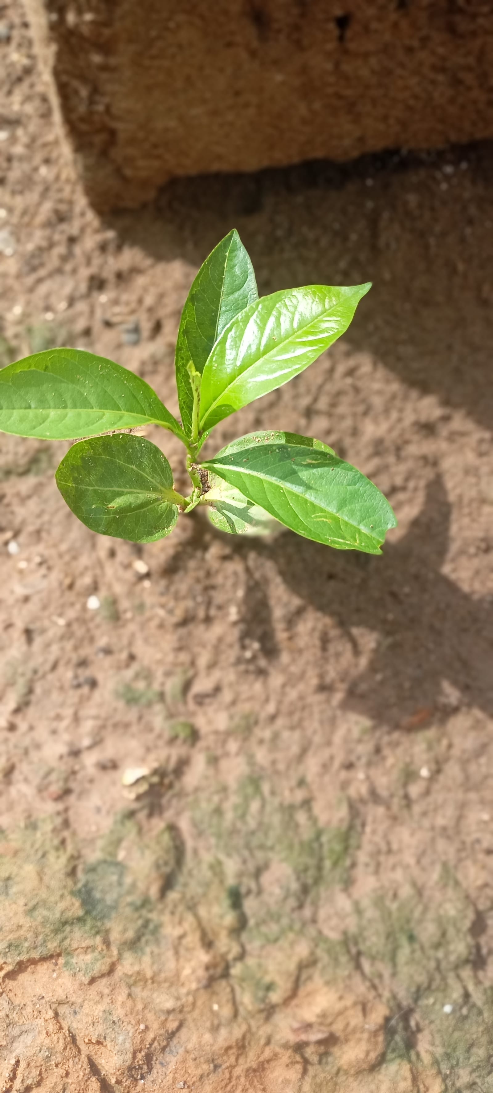 Persimmon seedling: Seedling