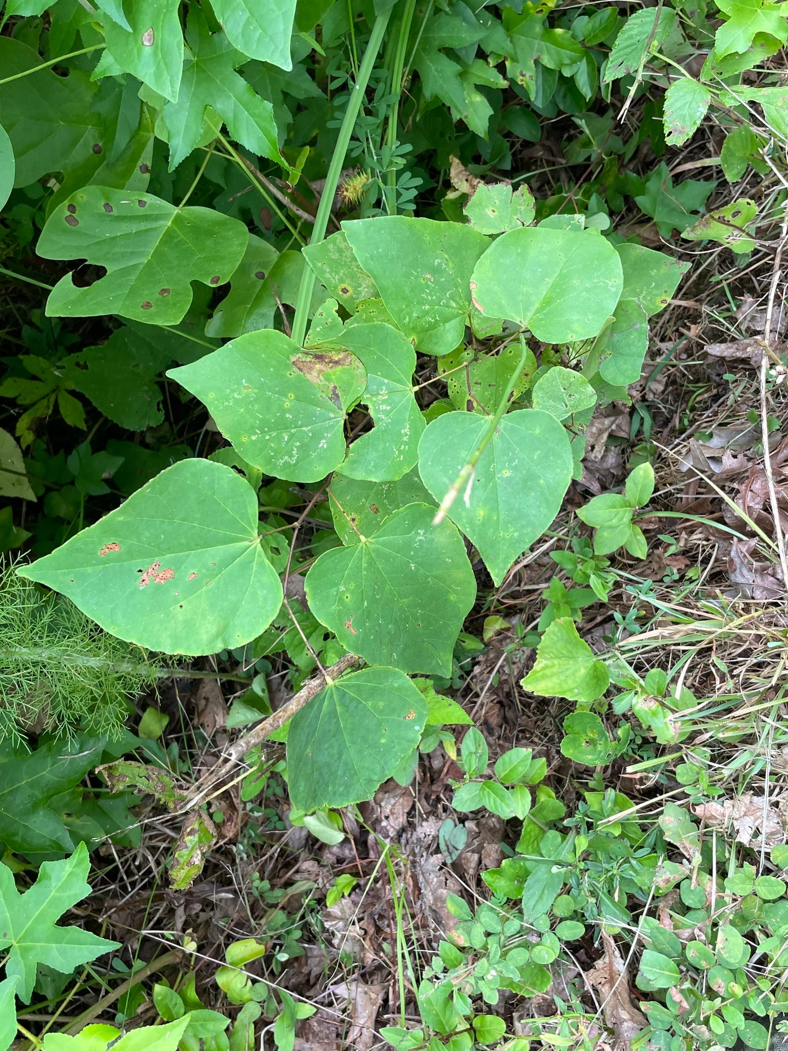 Redbud seedling: Seedling