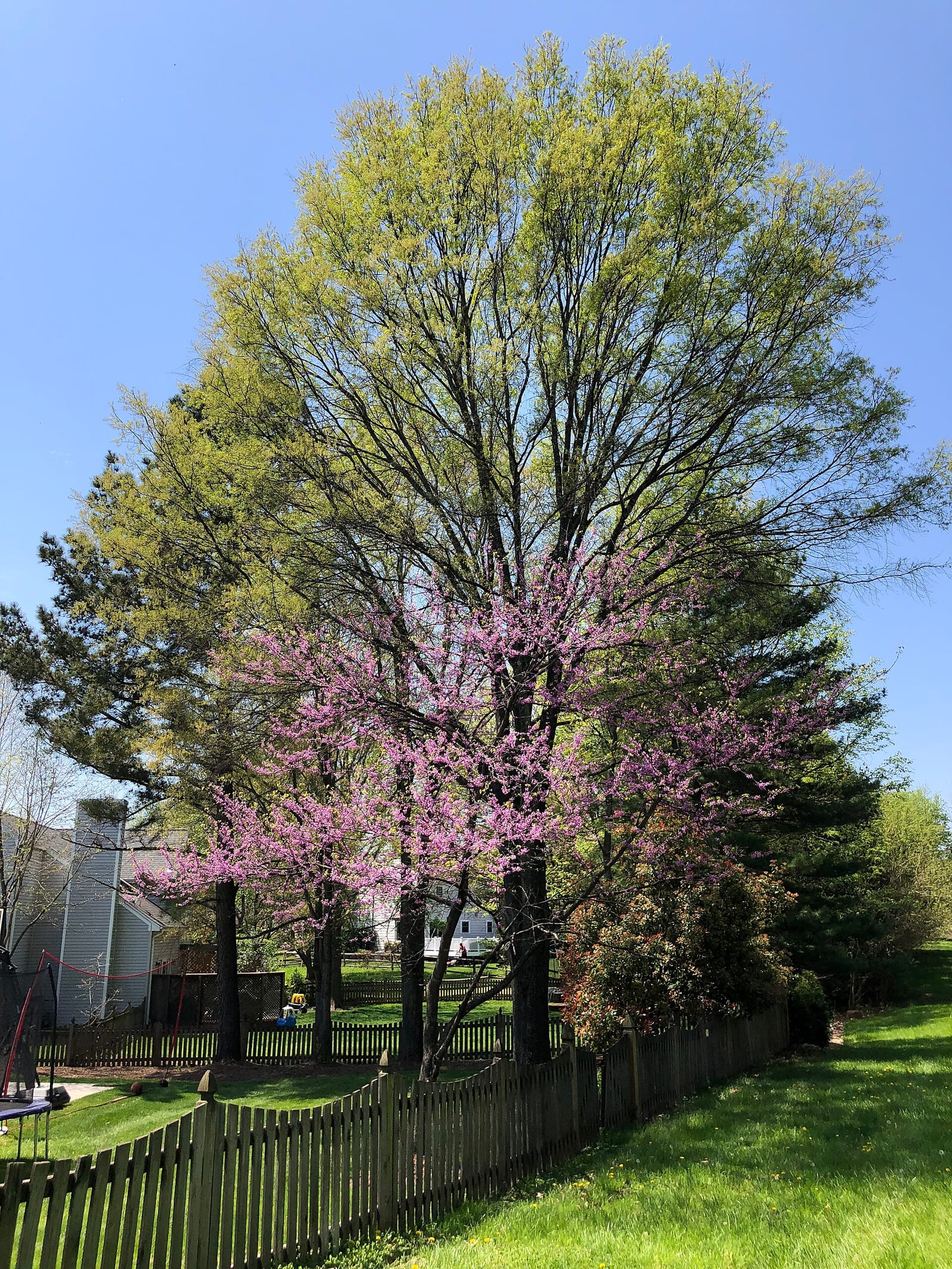 Redbud seedling: Seedling