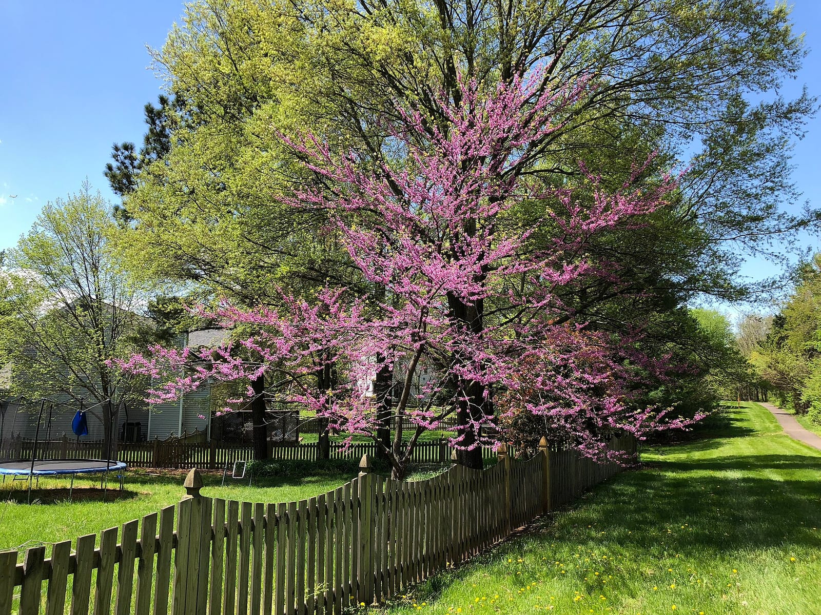 Redbud seedling: Seedling