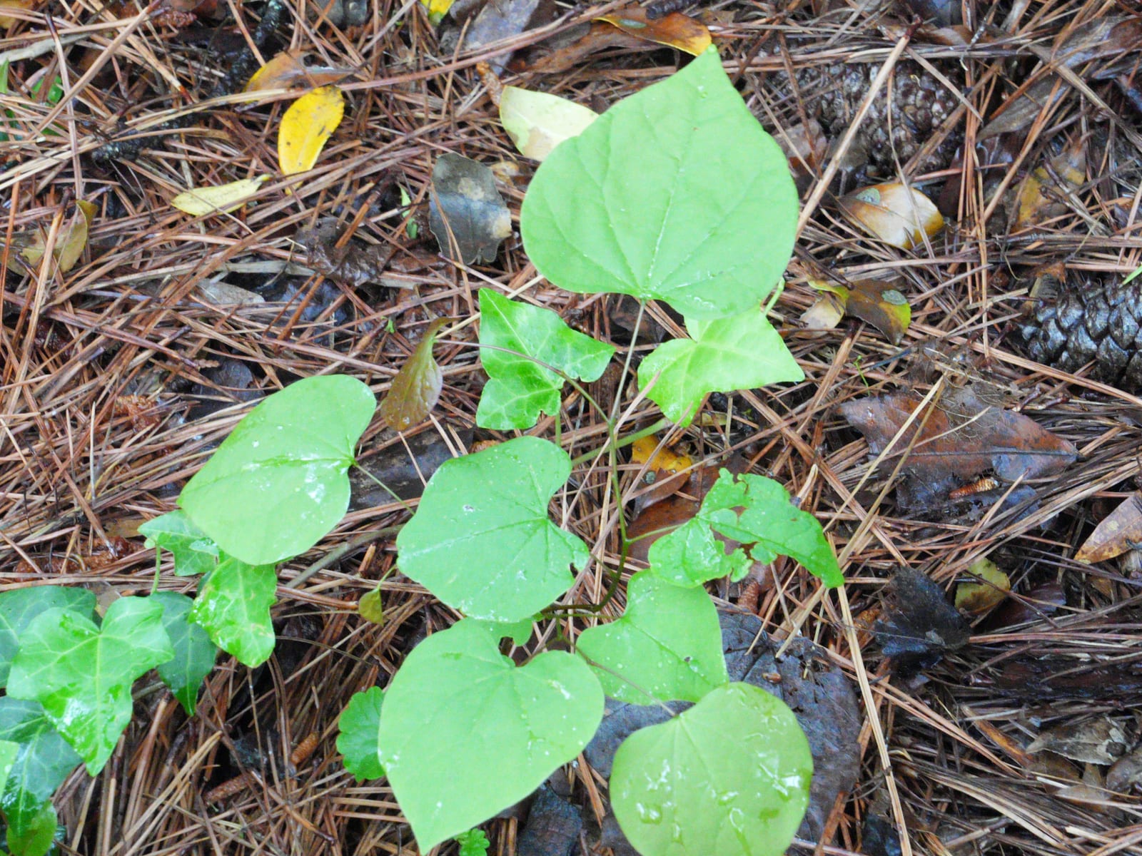 Redbud seedling: Seedling