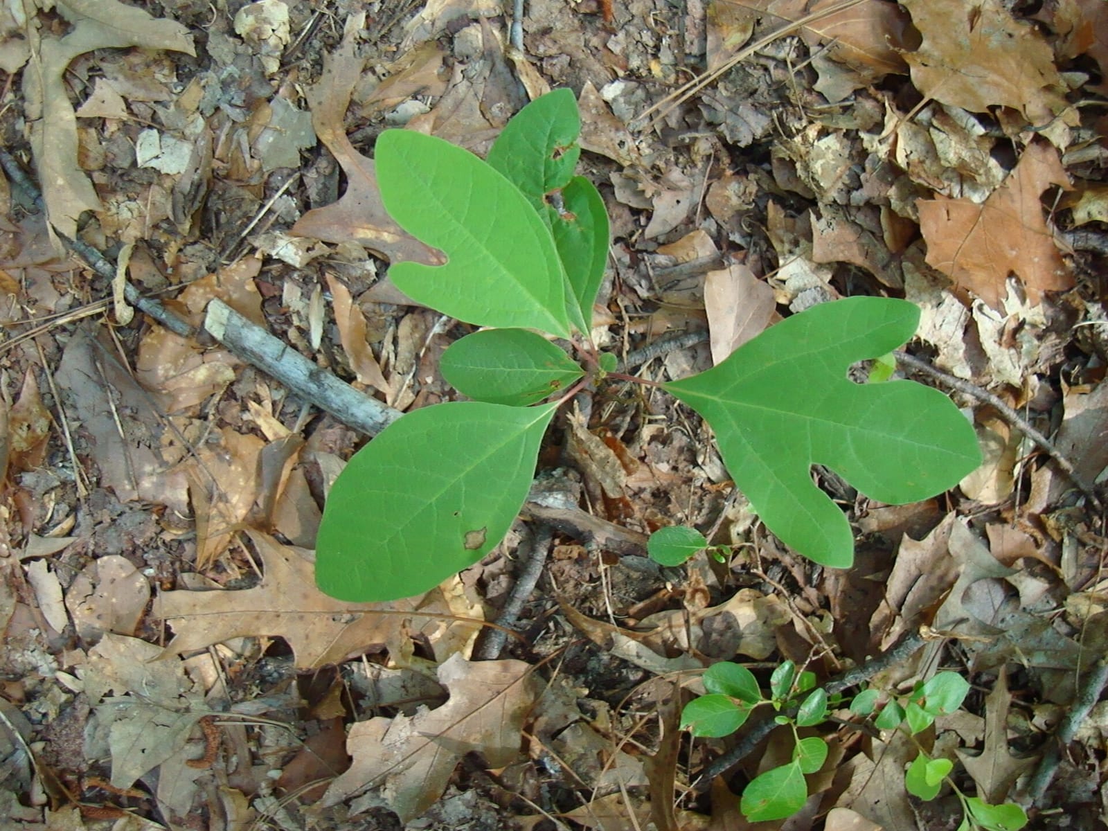 Sassafras sucker: Seedling