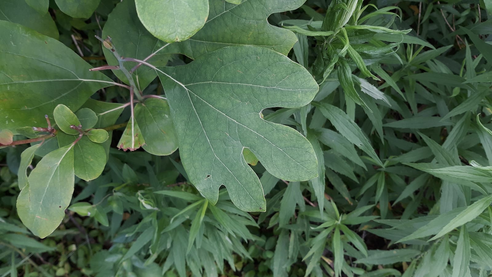 Sassafras sucker: Seedling