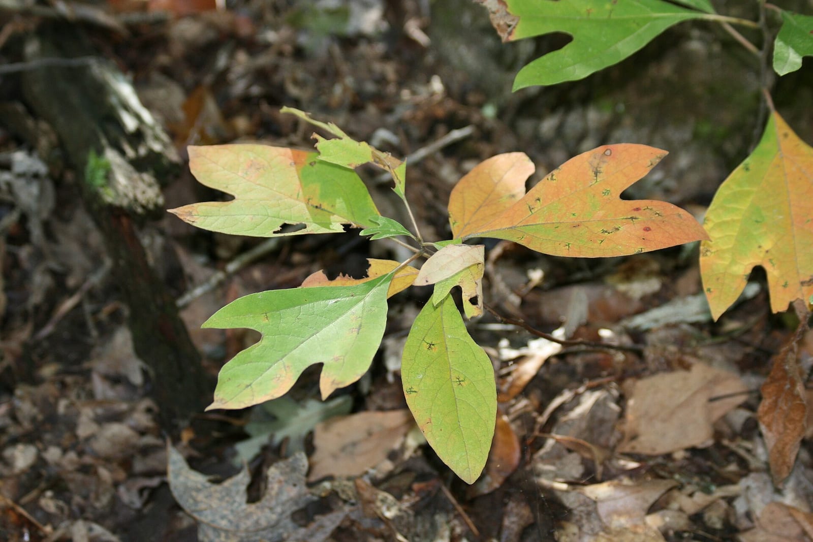 Sassafras sucker: Seedling