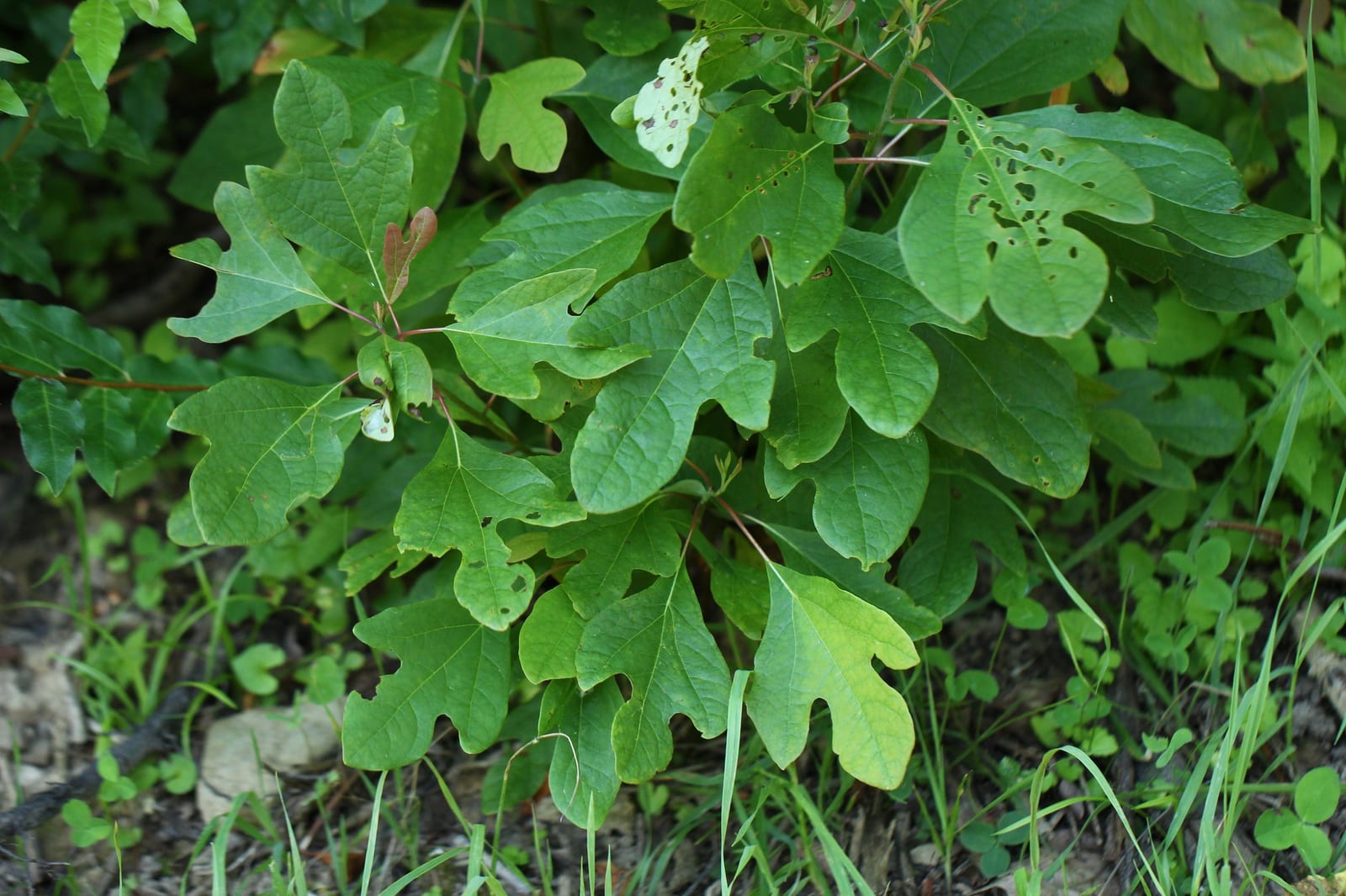 Sassafras sucker: Seedling