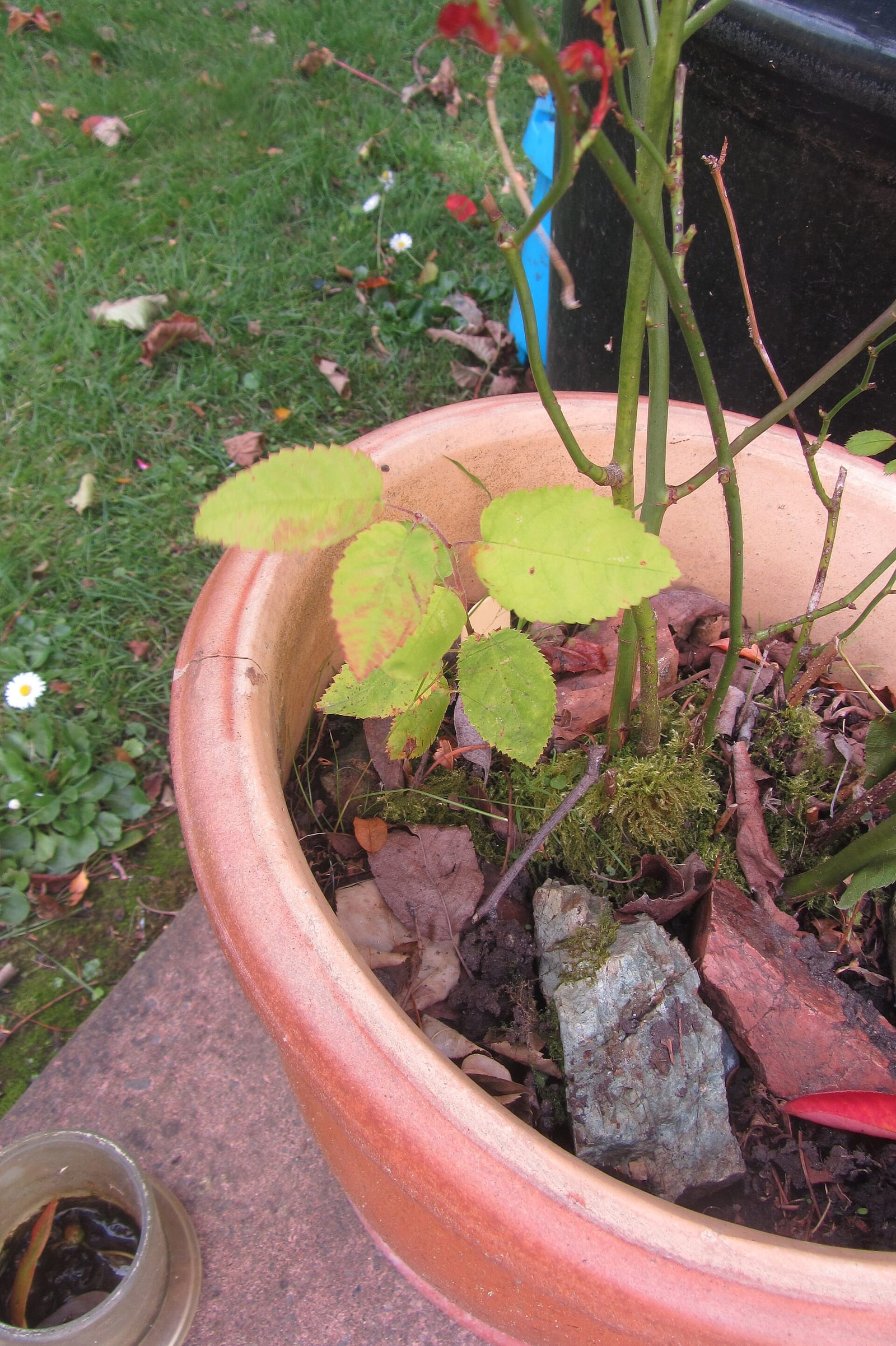 Serviceberry seedling: Seedling