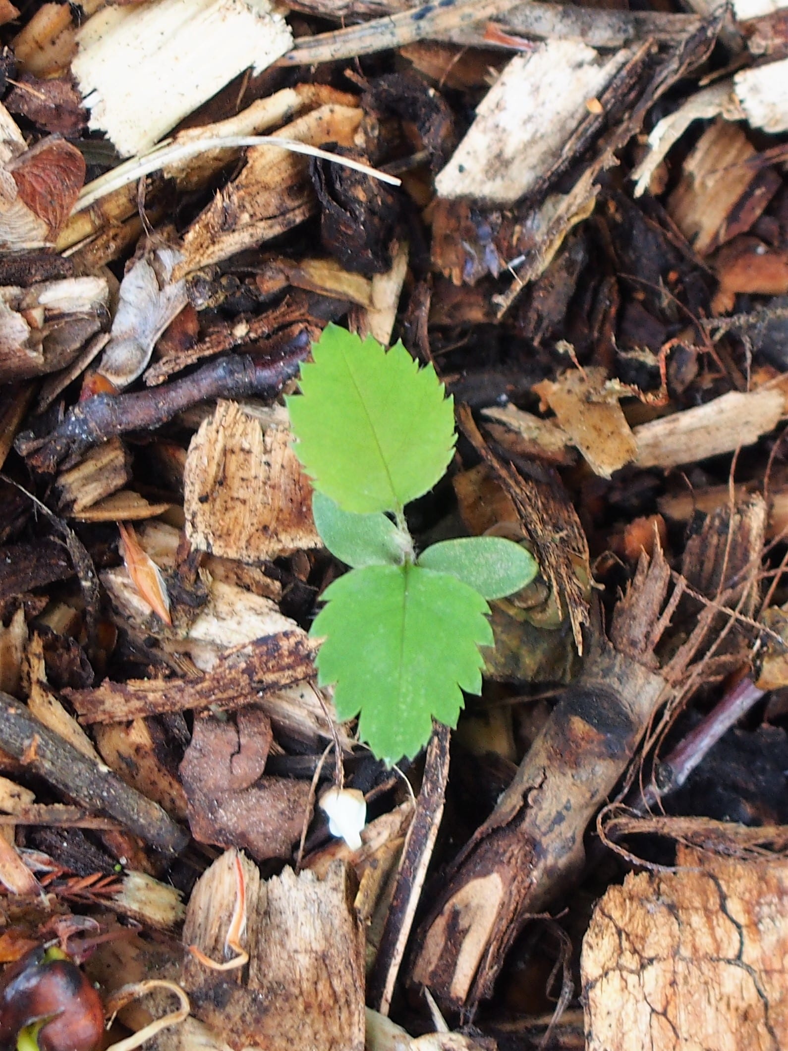 Serviceberry seedling: Seedling