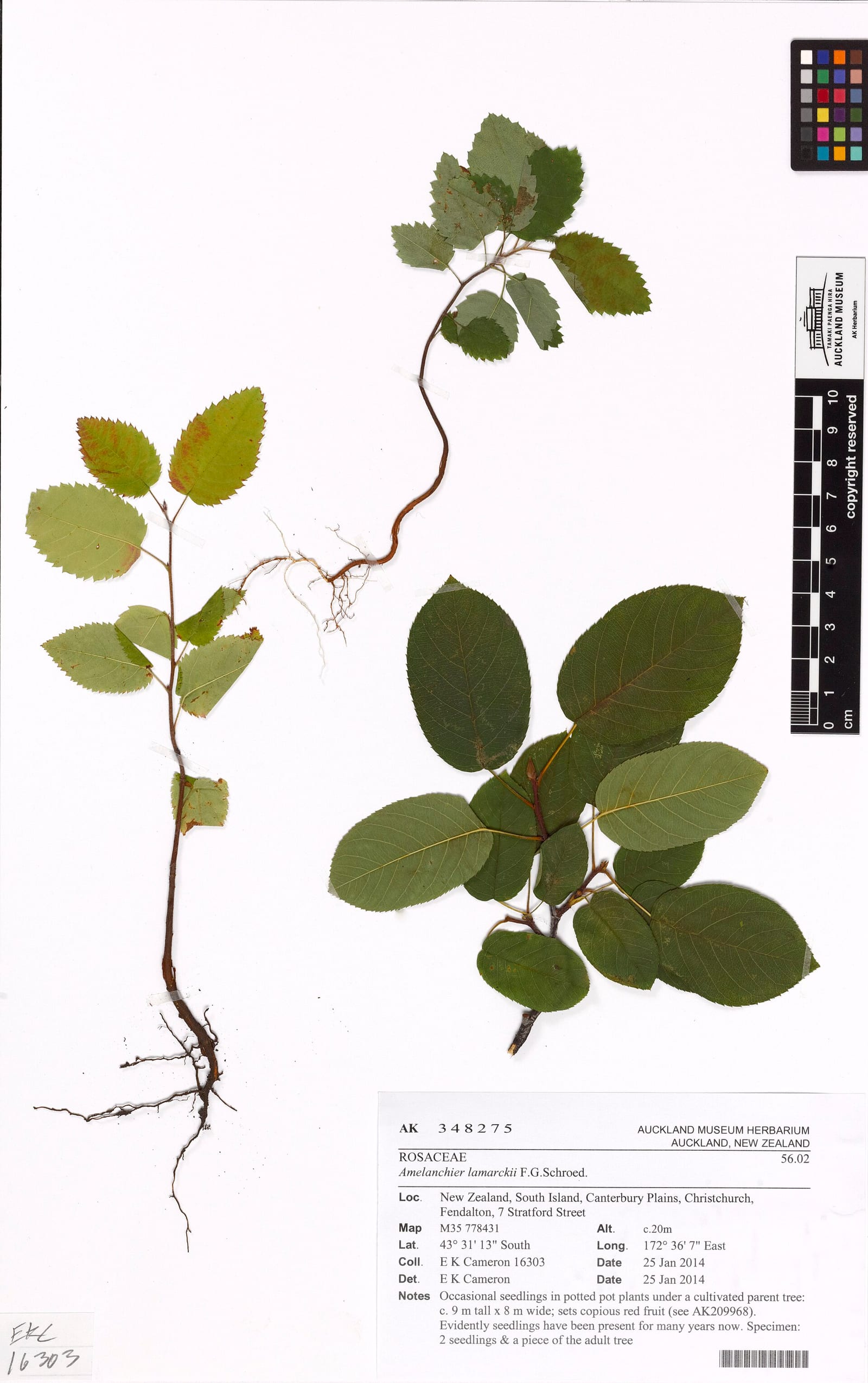Serviceberry seedling: Seedling
