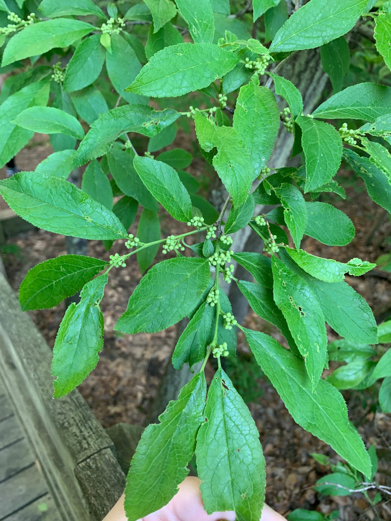Spicebush seedling: Look-alike side by side. Winterberry holly (Ilex verticillata), a toxic look-alike