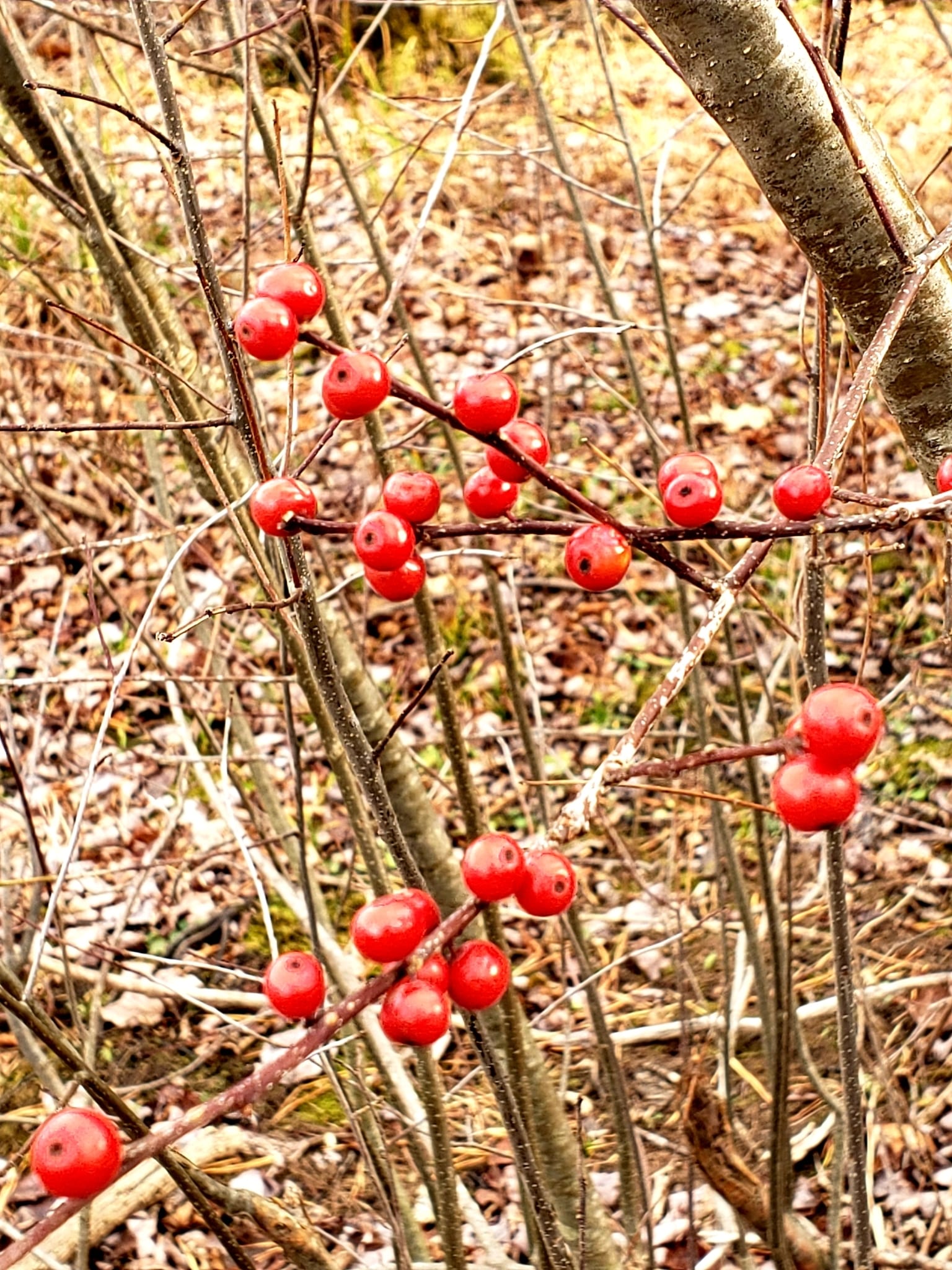 Spicebush seedling: Look-alike side by side. Winterberry holly (Ilex verticillata), a toxic look-alike
