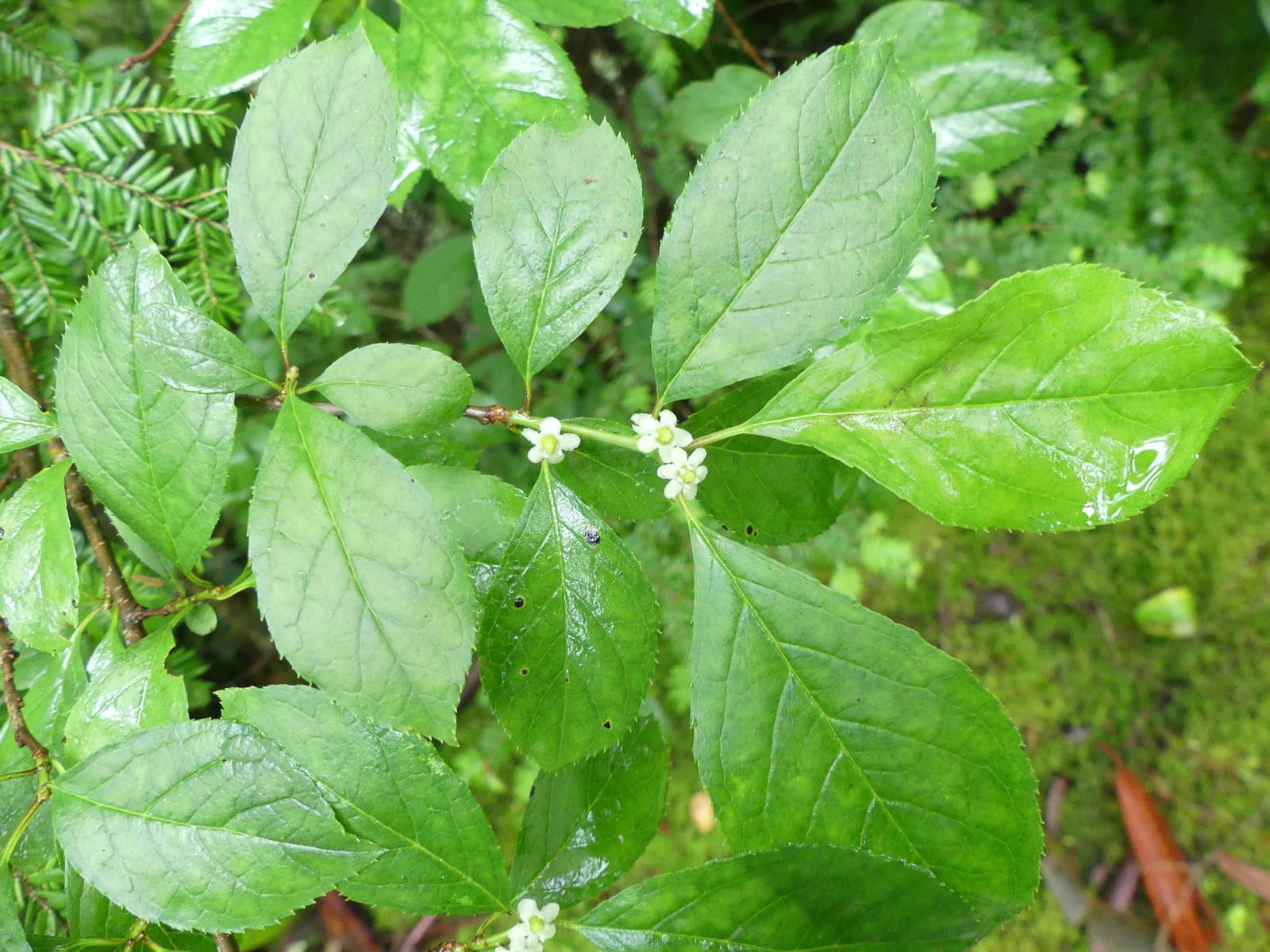 Spicebush seedling: Look-alike side by side. Winterberry holly (Ilex verticillata), a toxic look-alike