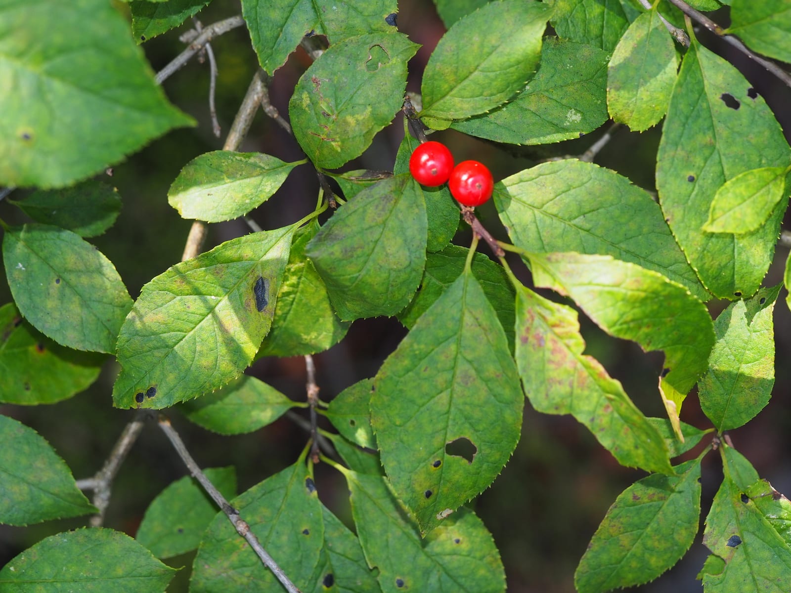 Spicebush seedling: Look-alike side by side. Winterberry holly (Ilex verticillata), a toxic look-alike