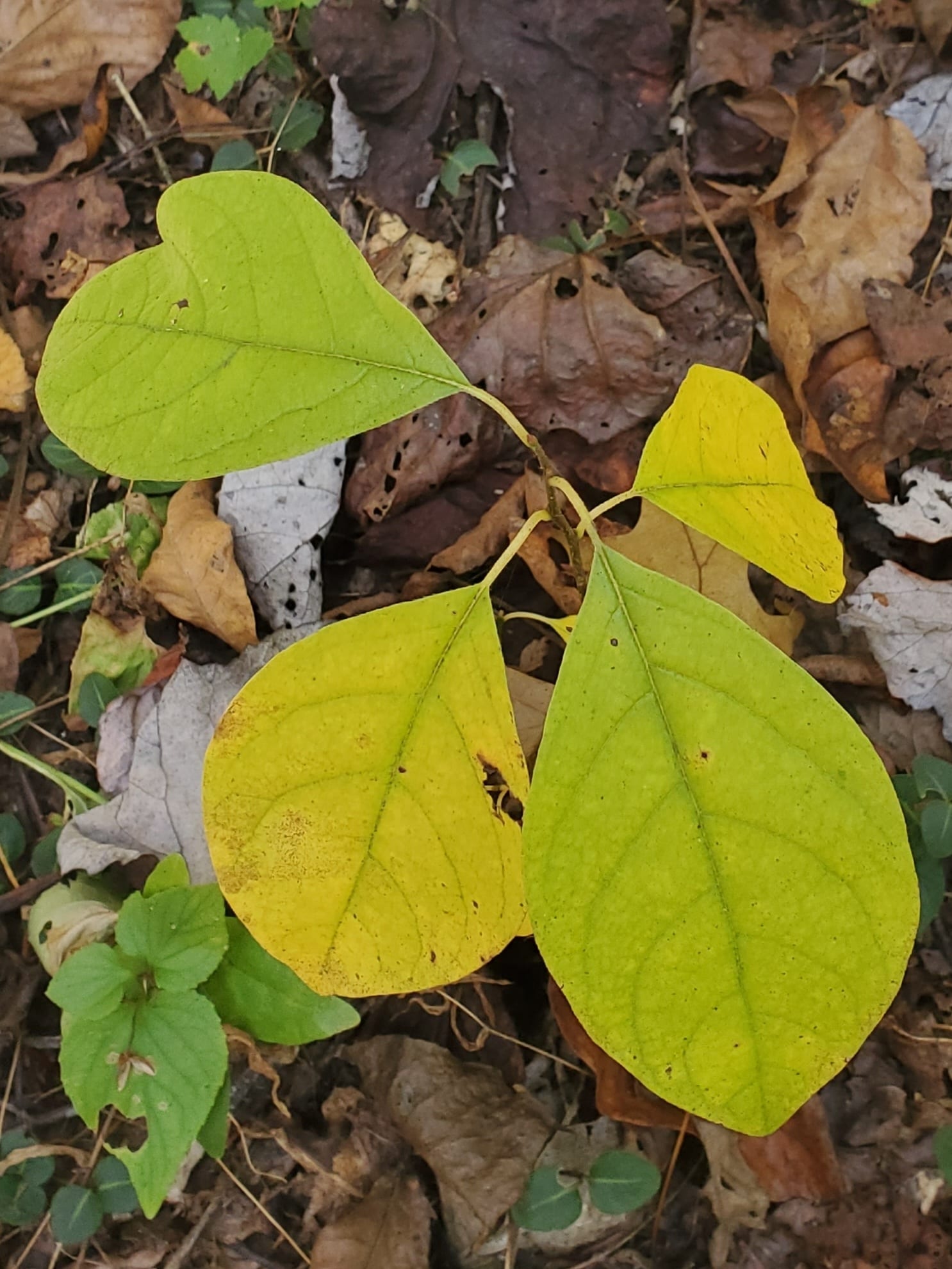 Spicebush seedling: Seedling
