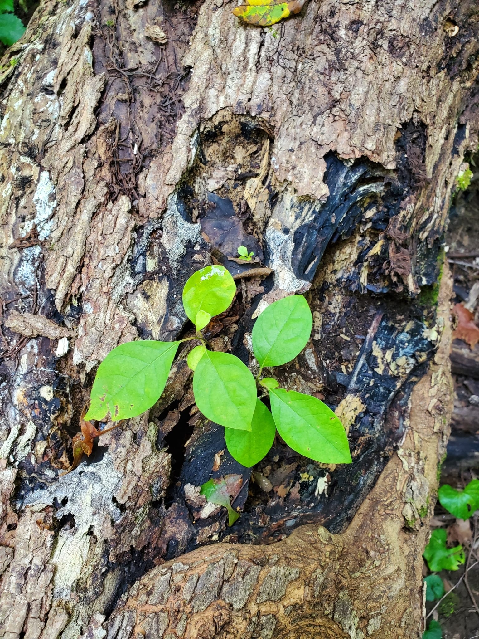 Spicebush seedling: Seedling