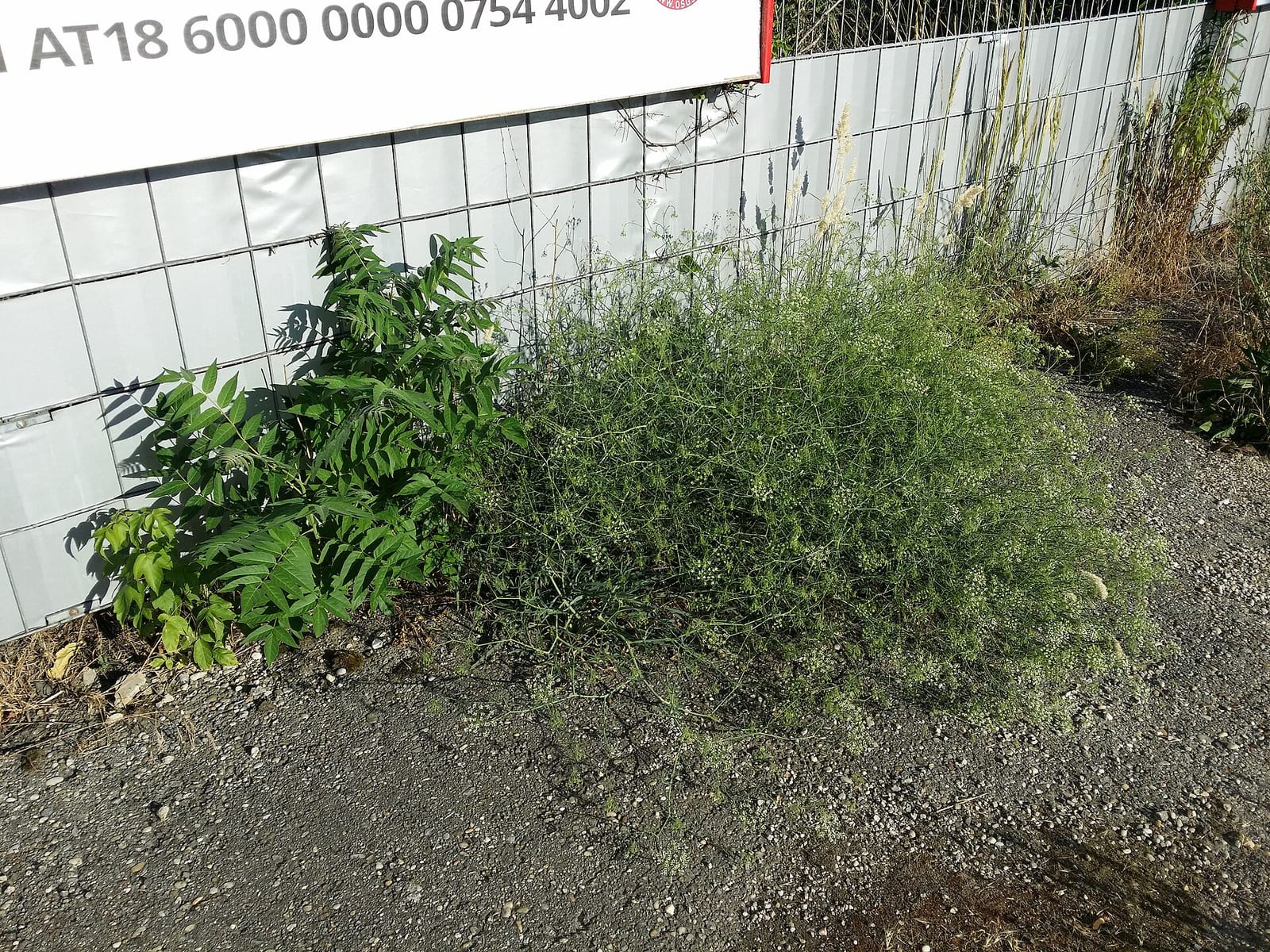 Tree of heaven: Habitat