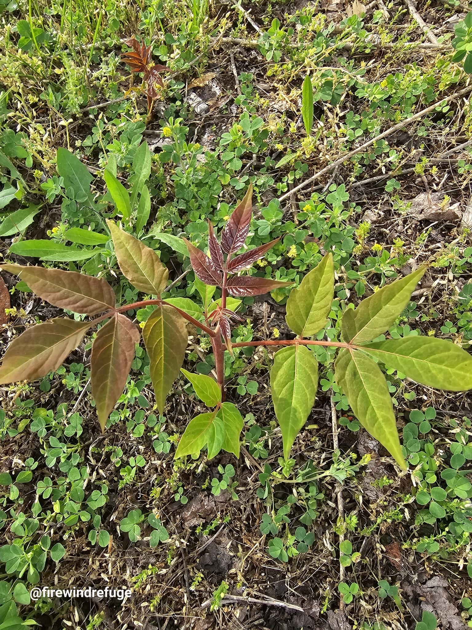 Tree of heaven: Whole plant