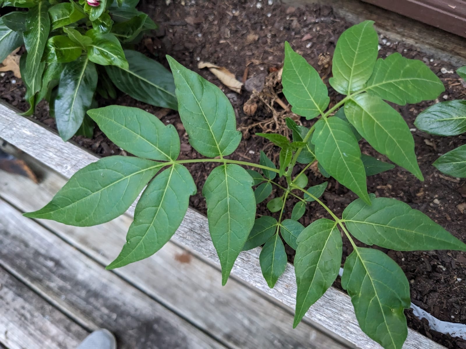 Tree of heaven: Whole plant