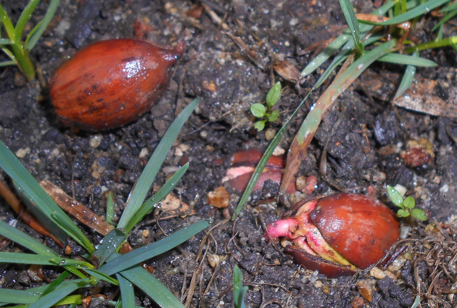 White oak seedling: Seedling