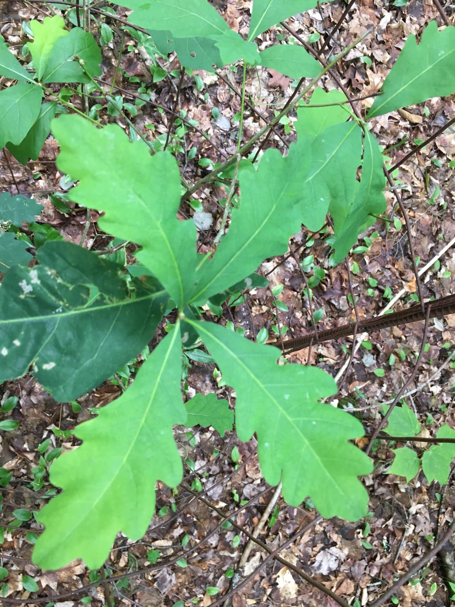 White oak seedling: Seedling