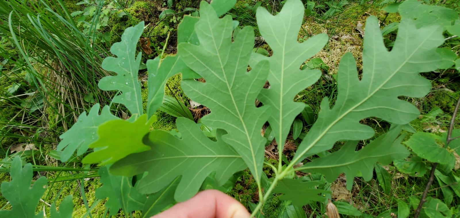 White oak seedling: Seedling