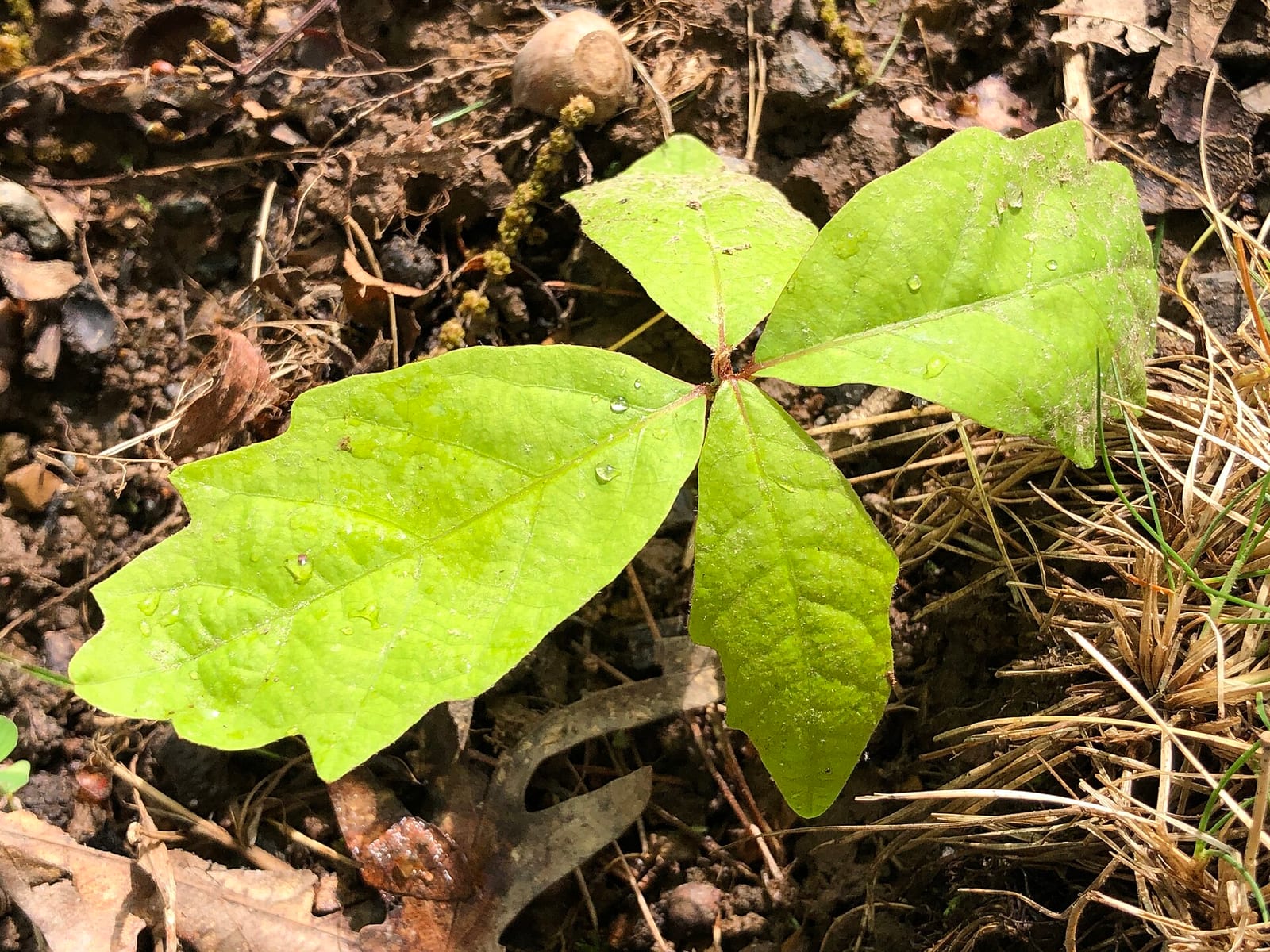 White oak seedling: Seedling