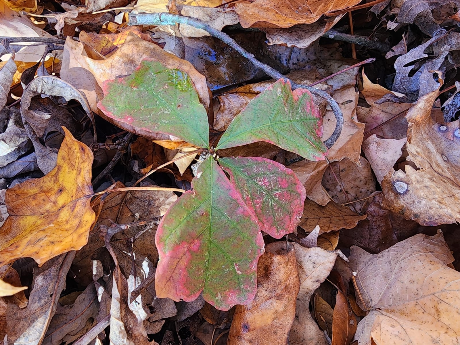 White oak seedling: Seedling